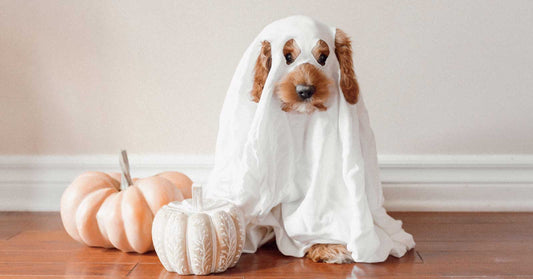 These Are the Best Dog Halloween Costumes 2022