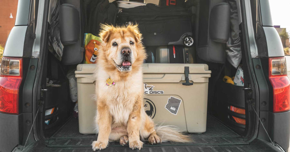 dog-in-a-car-trunk