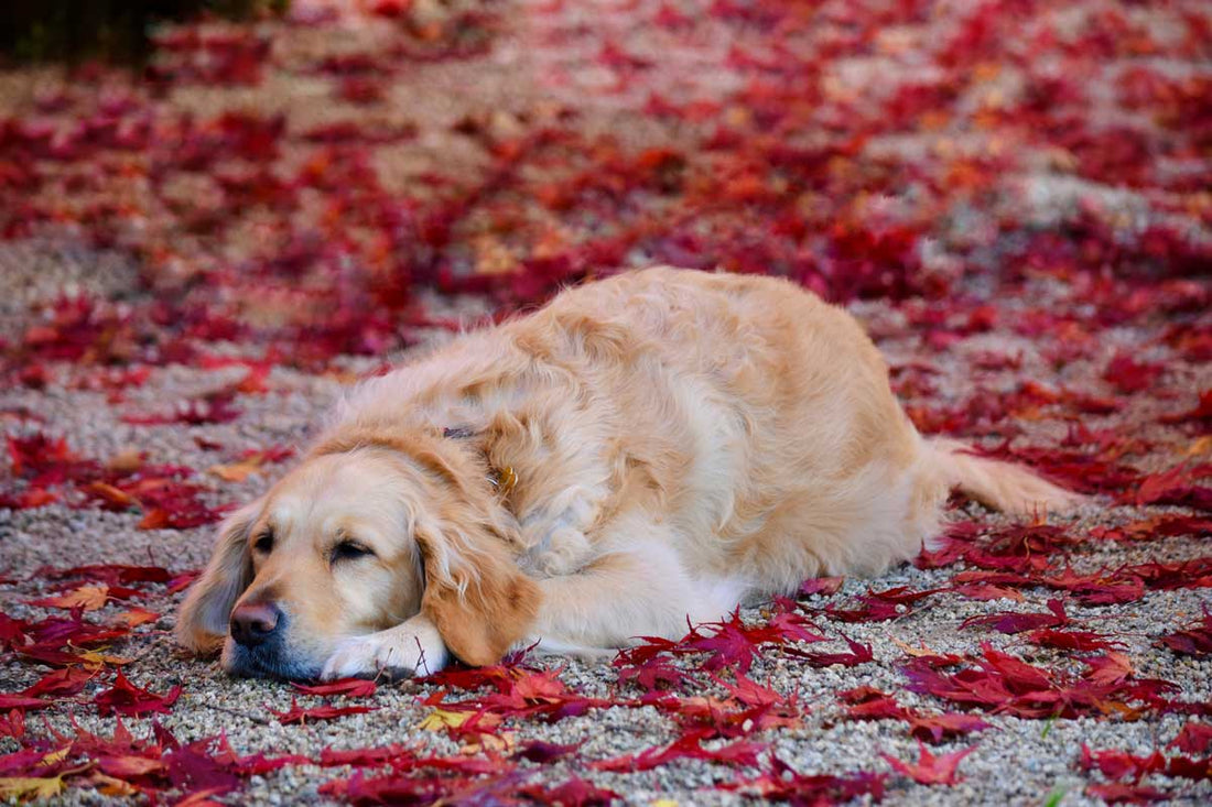 Best Dog-Friendly Activities This Fall