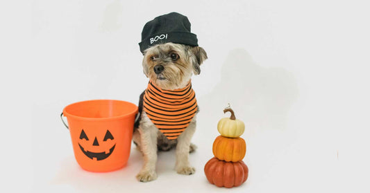dog-wearing-halloween-bandana-pumpkins
