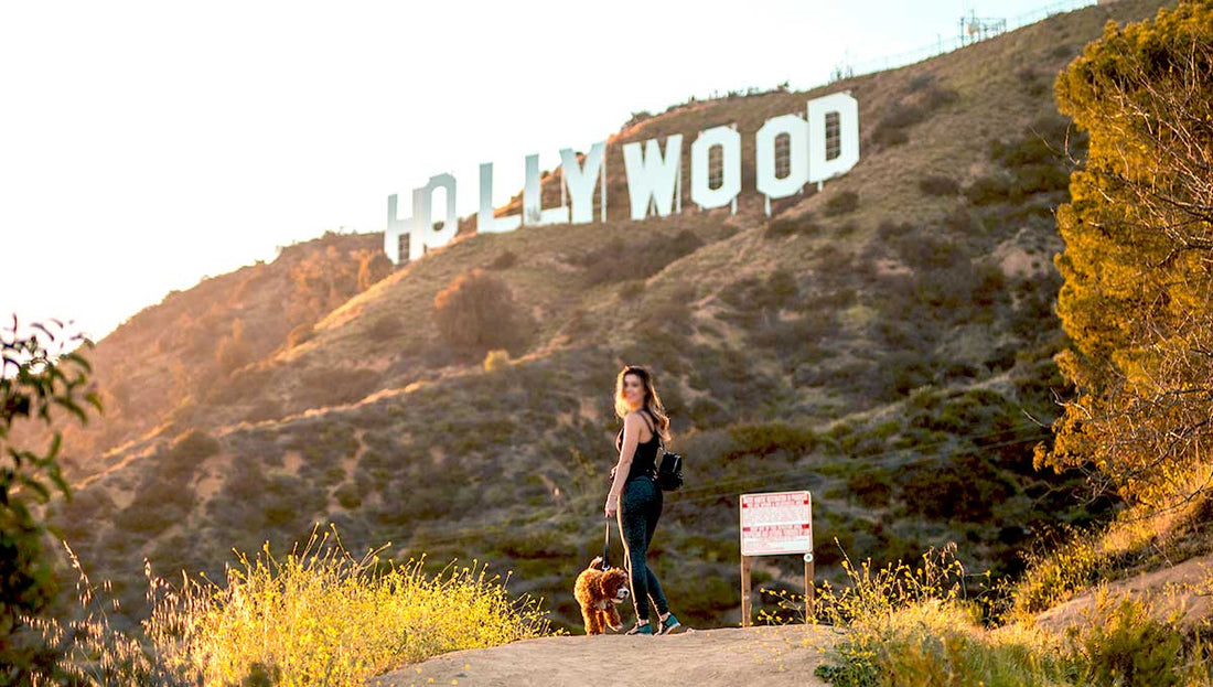 Dog-Friendly Places in Los Angeles: City Guide