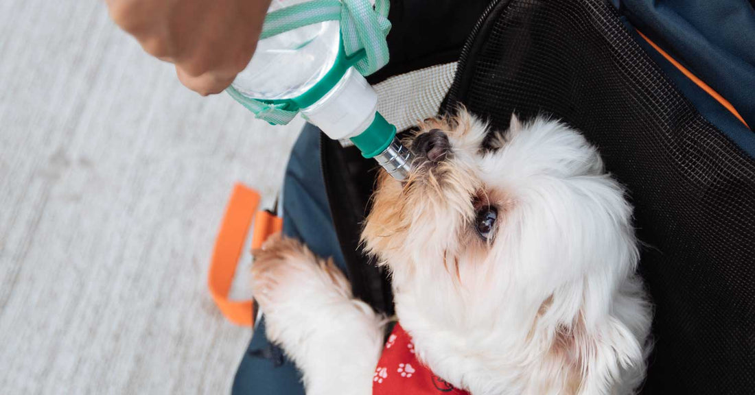 Dehydration in Dogs and How to Avoid It