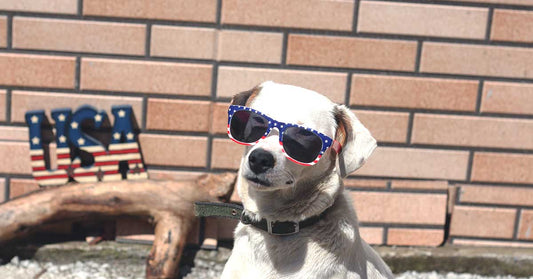 How to Celebrate Independence Day With Your Dog