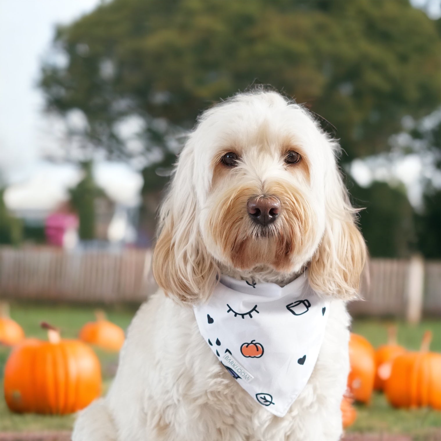 Pumpkin Patch Bandana