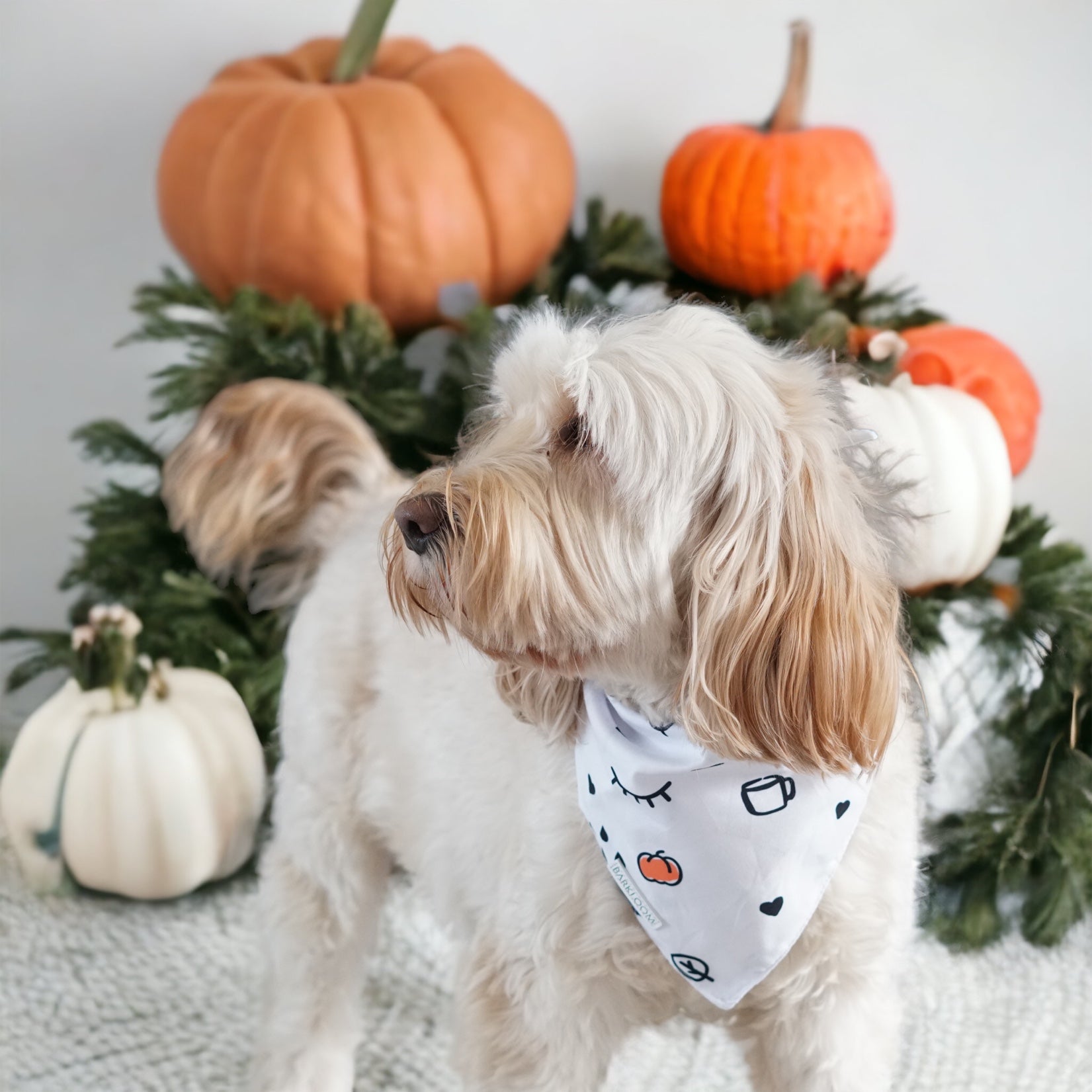 Pumpkin clearance dog bandana