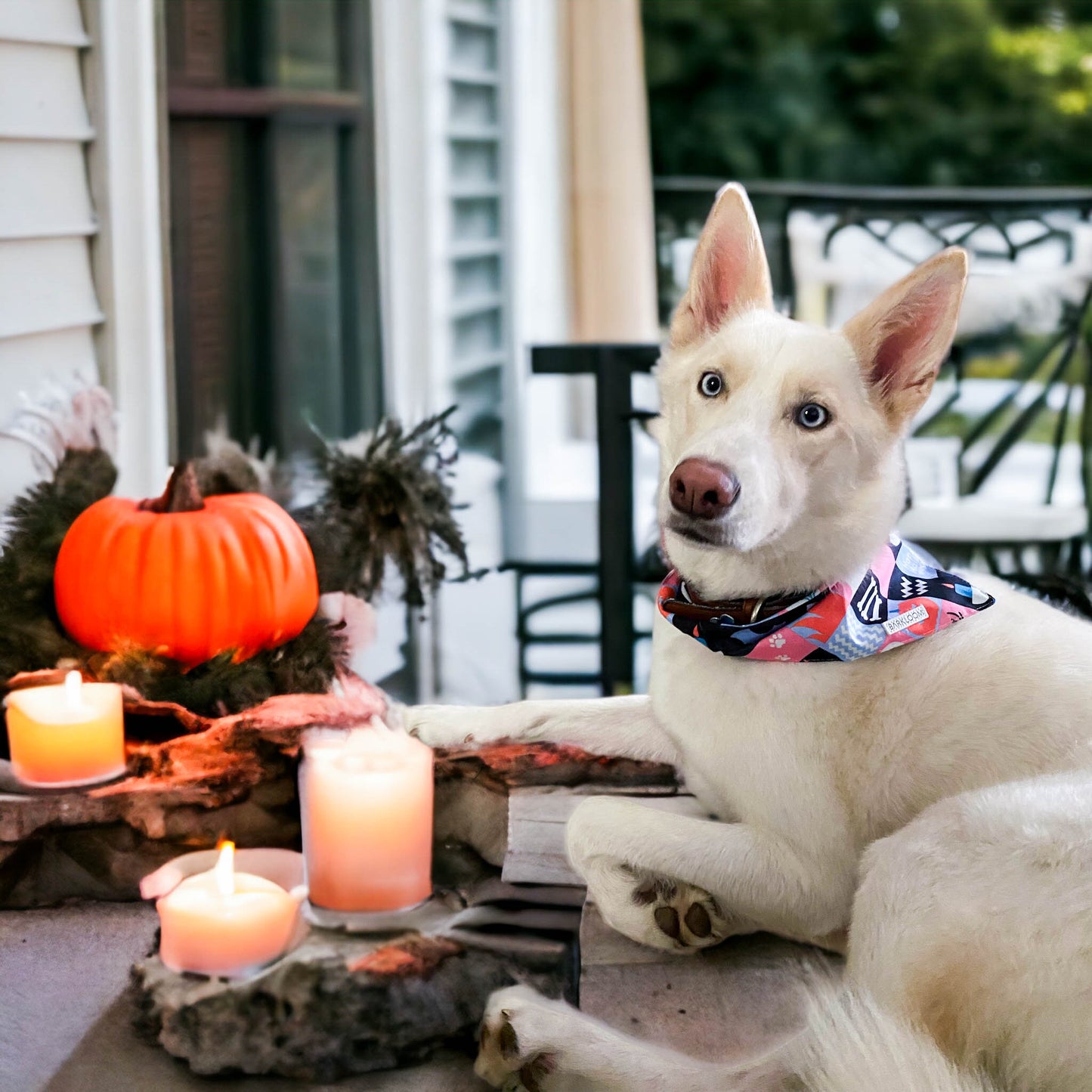 Trick or Treat Bandana