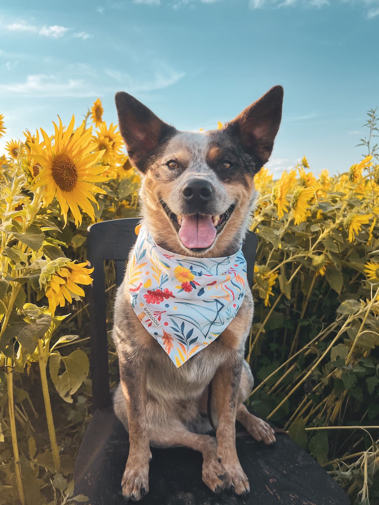 Sunflower bandana best sale for dogs